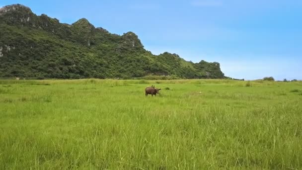 Bufflar som betar på grön äng — Stockvideo