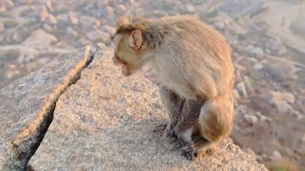 Monkey zit op cliff stenen en eet — Stockvideo