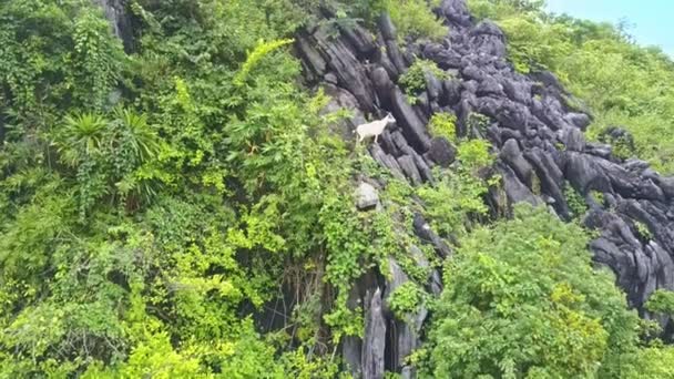 Goat climbing on rocky mountain — Stock Video
