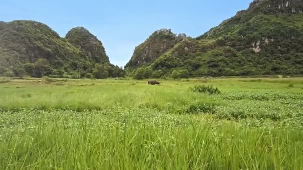 Випасання буйвола на зеленому лузі — стокове відео