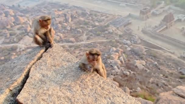 Scimmie siedono su alta pietra — Video Stock