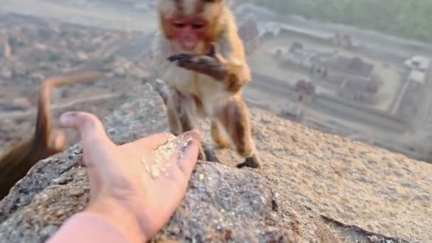 Apen eten brood uit de hand — Stockvideo