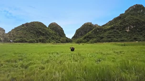 Pastagem de búfalos no prado verde — Vídeo de Stock