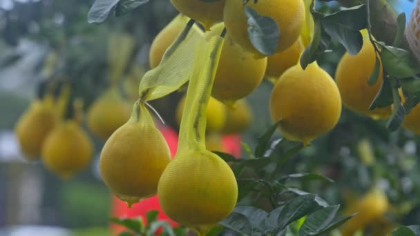 Pomelos doux pousse sur les branches d'arbres — Video