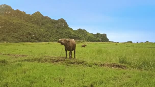 Büffel weiden auf der grünen Wiese — Stockvideo
