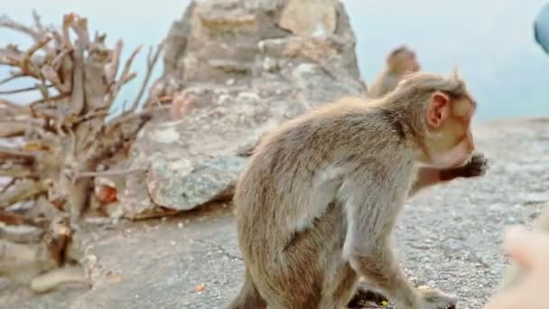 Macaco come comida e foge — Vídeo de Stock