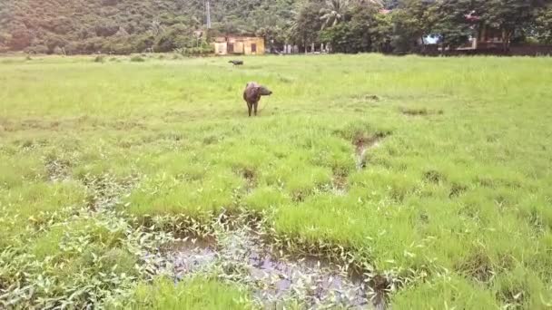 Búfalo pastando en prado verde — Vídeo de stock