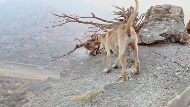 Monos se esconden detrás de raíces de árboles por piedra — Vídeos de Stock