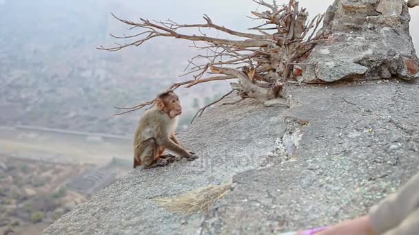 Monkey eats fast fruit — Stock Video