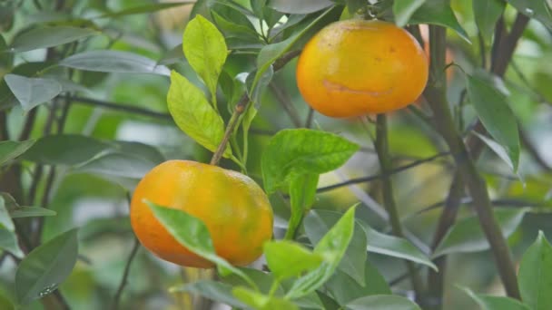 Mandarinas naranjas maduras en ramas de árboles — Vídeo de stock