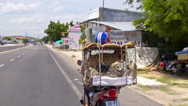 Hombre en azul casco conduce motocicleta — Vídeo de stock