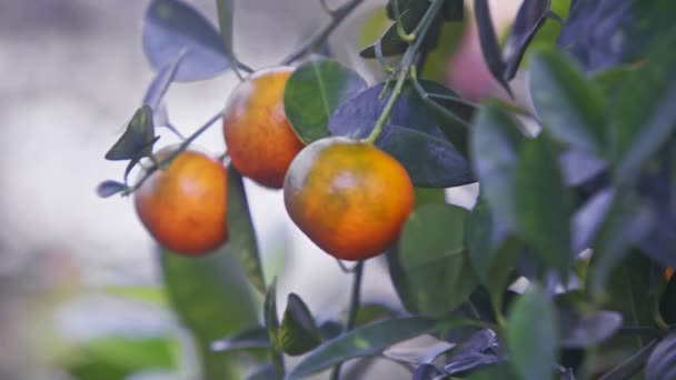 Orange ripe mandarins on tree branches — Stock Video