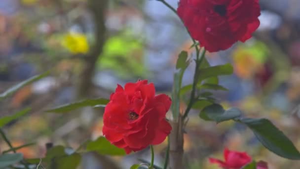 Красные розы, цветущие на зеленом кусте — стоковое видео