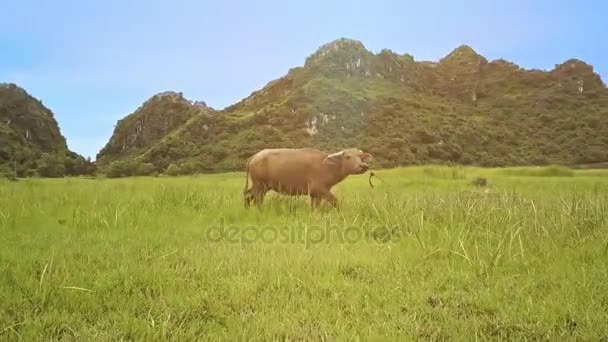 Pastagem de búfalos no prado verde — Vídeo de Stock