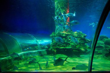 Oceanarium farklı balıkta turist tüp