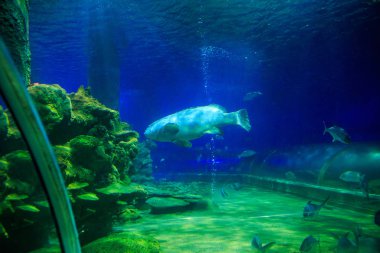 Oceanarium mercan, büyük balık 