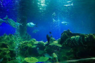 Balıklar mercan, hava kabarcıkları Oceanarium