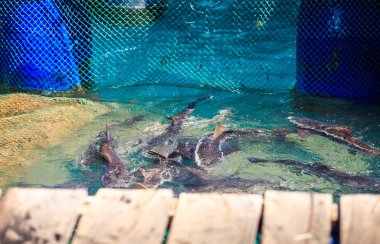 Büyük balık ağlarının yapay gölet