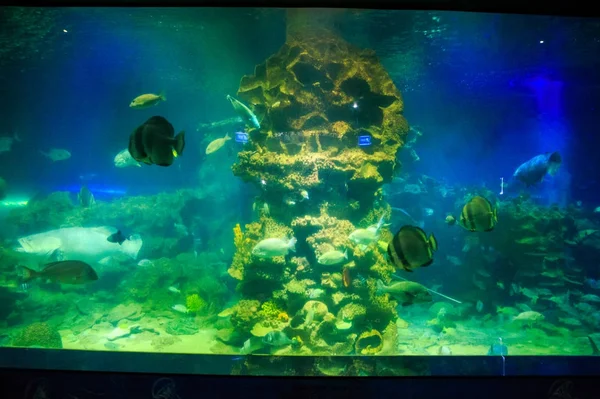Fische um Korallenpol im Ozeanarium — Stockfoto