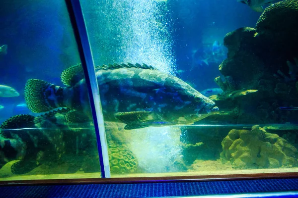 水族馆的气泡鱼 — 图库照片