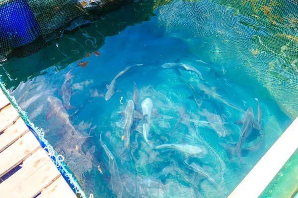 鱼在透明人工池塘网 — 图库照片
