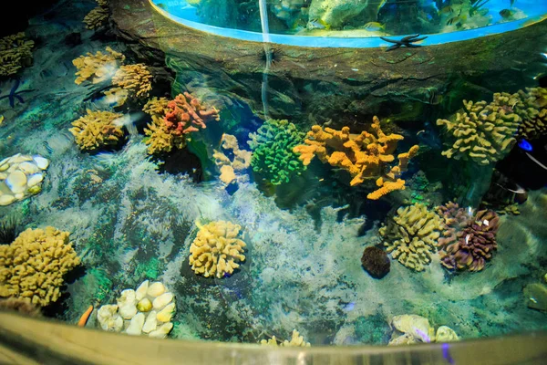 在水族馆的坦克底部的珊瑚 — 图库照片