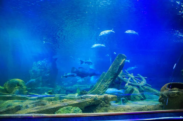 Fishes around Steering-Wheel in Oceanarium