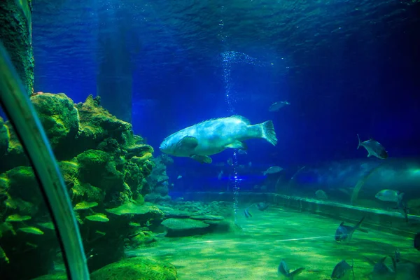 Oceanarium mercan, büyük balık — Stok fotoğraf