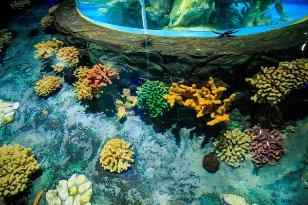 从海底到海洋水族馆罐底的珊瑚 — 图库照片