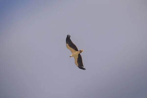 Weißstorchvogel Mit Schwarzen Flugfedern Langen Beinen Und Langem Hals Fliegt — Stockfoto