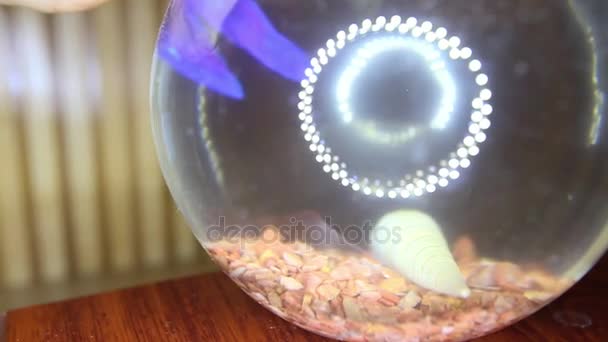 Macro Anillos Boda Plata Caen Acuario Transparente Con Pequeños Peces — Vídeos de Stock