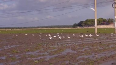beyaz kuşlar yiyecek kırsal alanda bulutlu gökyüzü altında bir su dolu ve sürülmüş pirinç çiftlikte cüce
