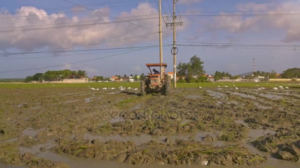 Nha Trang Vietnam Novembre 2017 Conducteur Tracteur Approche Marais Labour — Video