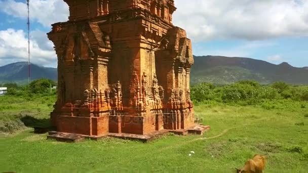 Tepeler Mavi Gökyüzü Karşı Kahverengi Inekler Otlatma Için Eski Tapınağı — Stok video