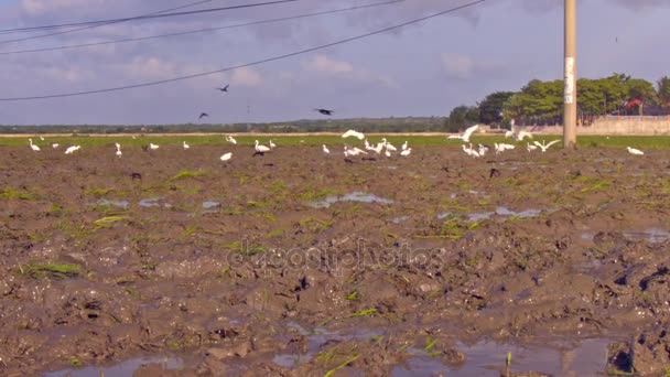 大片的白黑鸟在云雾密布的稻田里寻找啄籽对乡村景观 — 图库视频影像