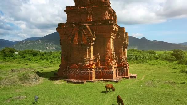 空撮古代オリエント寺院と大きな山を緑の牧草地の中で放牧されている牛 — ストック動画