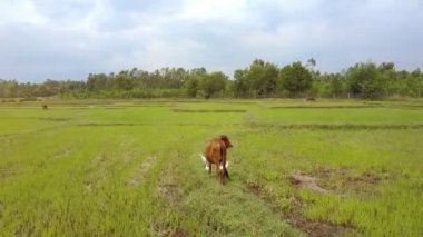 kamera arka görünümü genç buffalo bulutlu gökyüzü karşı yüksek yeşil çim büyük beyaz kuşlar korkutuyor gösterir