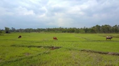Texas'ın ağaçlar ve bulutlu gökyüzü karşı otlatma ile resimsel büyük yeşil pirinç tarlaları yukarıda uçak uçar