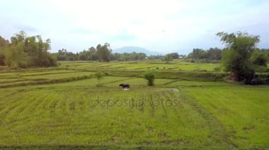 Flycam yakından yeşil pirinç alan bitkiler uzak köy ve bulutlu gökyüzü karşı gölet yakınındaki üzerinde otlatma buffalo yaklaşımlar