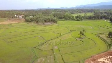 Yeşil pirinç alanları uzak otlatma Texas'ın Köyü bulutlu gökyüzü karşı ağaçları arasında hava panorama büyük Vadisi