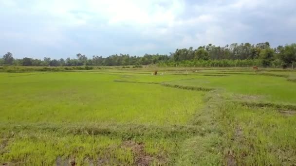 Dengung Bergerak Kerbau Muda Dikelilingi Oleh Burung Burung Putih Besar — Stok Video