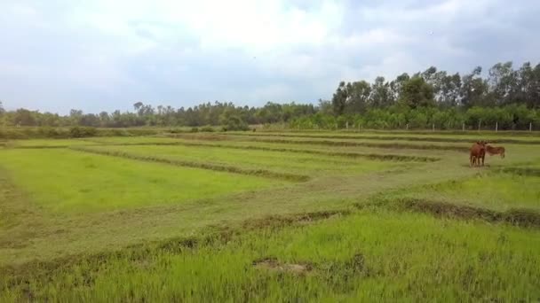 Dengung Dikeluarkan Dari Kerbau Merumput Sawah Hijau Beberapa Burung Putih — Stok Video