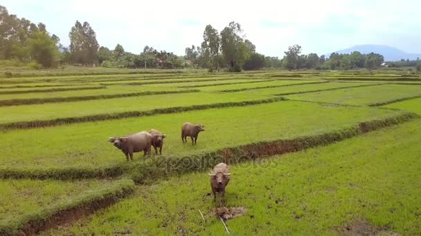 ドローンは熱帯植物に対して収穫米のプランテーションの放牧大きな灰色の水牛の上回転します — ストック動画