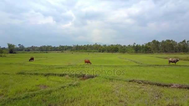 Dron Létá Nad Obrazové Velkých Zelených Rýžových Polí Pastvou Buvolů — Stock video
