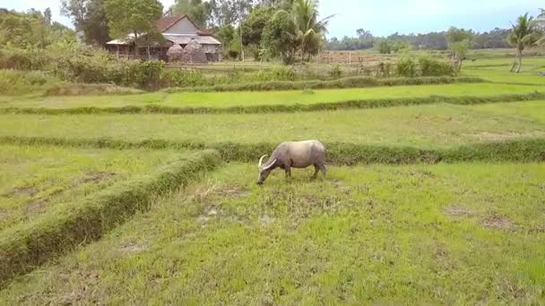 Flycam Roterar Runt Grå Buffalo Äter Gräs Risfält Mot Byn — Stockvideo