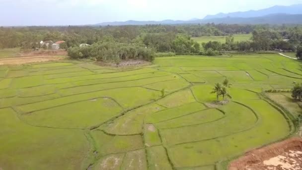 Aerial Panorama Stor Dal Med Grönt Ris Fält Avlägsen Betande — Stockvideo