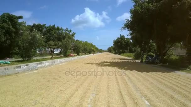 新鮮な収穫米は晴れた日に青空の下の緑の木々 の影に広いアスファルト道路人残りの乾燥します — ストック動画