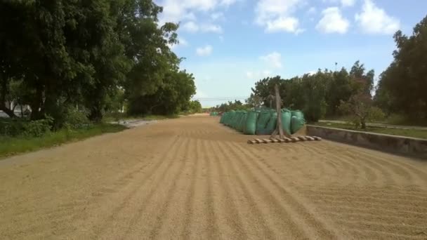 Grandes Sacos Azuis Cheios Grãos Colhidos Beira Estrada Longo Secagem — Vídeo de Stock