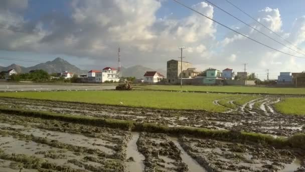Fåglar Flyga Över Omogna Översvämmade Ris Plantage Mot Landsbygdens Byggnader — Stockvideo