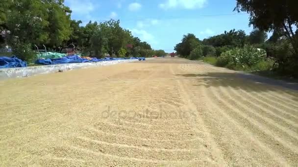 乾燥米のホット晴れた日に覆われたアスファルト道路の側に大きな空のカラフルな収穫袋嘘 — ストック動画